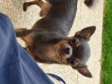Mâle Chihuahua disponible pour saillie