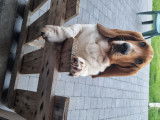 Mâle Basset Hound LOF pour saillie