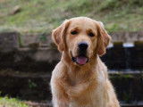 Mâle Golden Retriever pour saillie