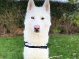 Mâle Husky Sibérien disponible pour saillie