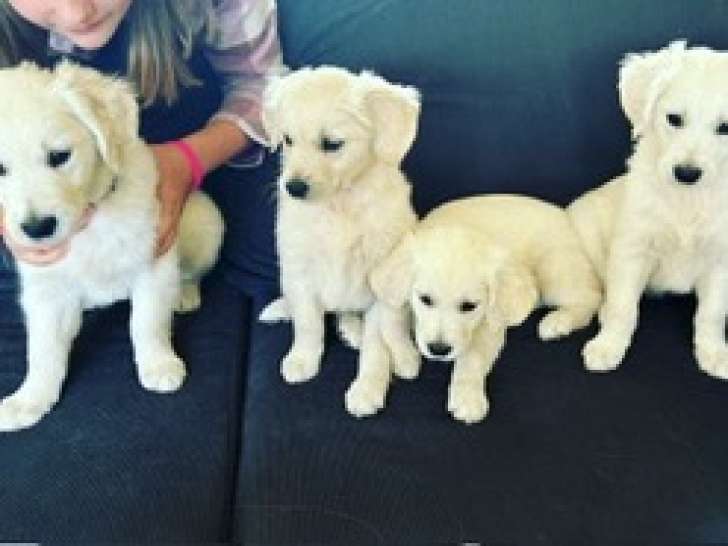 2 femelles et 1 mâle Golden Retriever à vendre