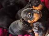 Chiots Pinscher Nain à réserver