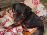 Chiots Pinscher Nain à réserver