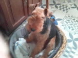 Mâle Welsh Terrier disponible pour saillie