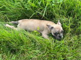 Chiot Bouledogue Fran&ccedil;ais &agrave; vendre