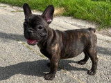 Chiot Bouledogue Fran&ccedil;ais &agrave; vendre