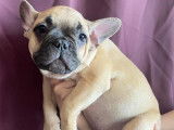 Chiot Bouledogue Fran&ccedil;ais &agrave; vendre