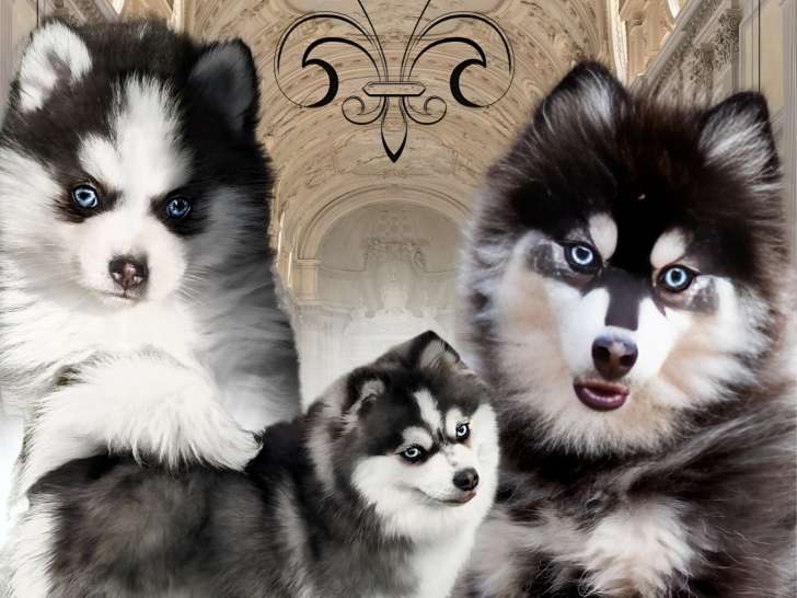 Chiots Pomsky de haute sélection à vendre