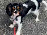 Chiot femelle Cavalier King Charles à vendre