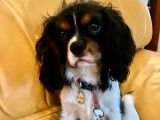 Chiot femelle Cavalier King Charles à vendre