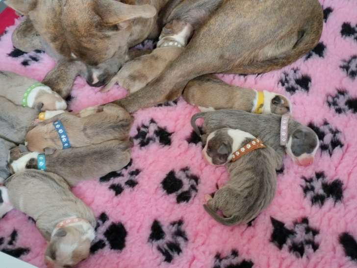 Chiots de race American Staffordshire Terrier à vendre (5 femelles & 7 mâles)