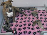 Chiots de race American Staffordshire Terrier à vendre (5 femelles & 7 mâles)