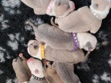 Chiots de race American Staffordshire Terrier à vendre (5 femelles & 7 mâles)