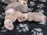 Chiots de race American Staffordshire Terrier à vendre (5 femelles & 7 mâles)