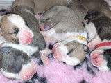 Chiots de race American Staffordshire Terrier à vendre (5 femelles & 7 mâles)