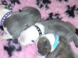 Chiots de race American Staffordshire Terrier à vendre (5 femelles & 7 mâles)