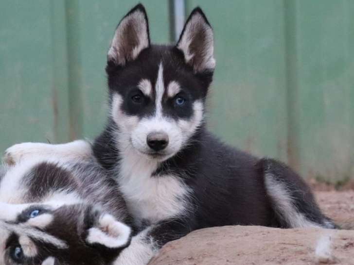 À vendre : 4 chiots Huskies de Sibérie mâles (LOF)