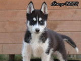 À vendre : 4 chiots Huskies de Sibérie mâles (LOF)