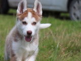 À vendre : 4 chiots Huskies de Sibérie mâles (LOF)