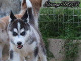 À vendre : 4 chiots Huskies de Sibérie mâles (LOF)