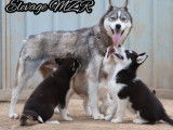 À vendre : 4 chiots Huskies de Sibérie mâles (LOF)