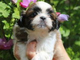 Réservation d’un chiot Shih Tzu femelle de couleur fauve charbonné et blanc (LOF)