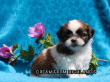 Réservation d’un chiot Shih Tzu femelle de couleur fauve charbonné et blanc (LOF)