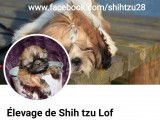 Réservation d’un chiot Shih Tzu femelle de couleur fauve charbonné et blanc (LOF)