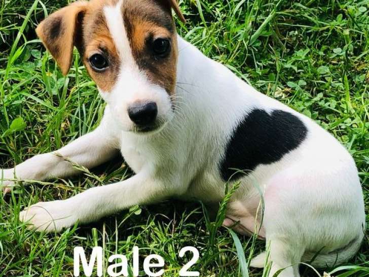 Vente de chiots Jack Russell Terriers mâles tricolores