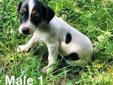 Vente de chiots Jack Russell Terriers mâles tricolores