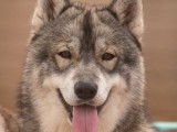 Chien Husky de Sibérie blanc et gris, âgé de 4 ans, pour des saillies