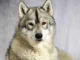 Chien Husky de Sibérie blanc et gris, âgé de 4 ans, pour des saillies