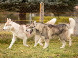 Chien Husky de Sibérie blanc et gris, âgé de 4 ans, pour des saillies