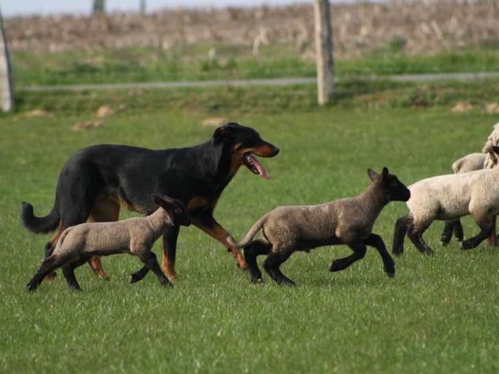 Vente d’un chiot Berger de Beauce femelle noir et feu (LOF)