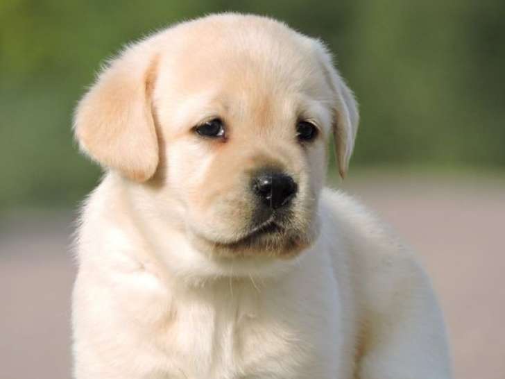 Réservation de chiots Labradors beiges (LOF)