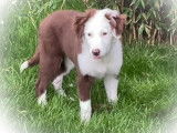 Chiot Border Collie mâle chocolat et blanc, à vendre