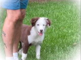 Chiot Border Collie mâle chocolat et blanc, à vendre
