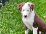 Chiot Border Collie mâle chocolat et blanc, à vendre
