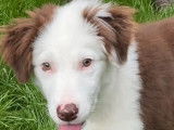 Chiot Border Collie mâle chocolat et blanc, à vendre