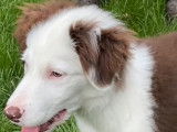 Chiot Border Collie mâle chocolat et blanc, à vendre