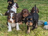 Des chiots Cockers Spaniel Anglais à réserver (LOF)