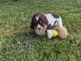Des chiots Cockers Spaniel Anglais à réserver (LOF)
