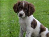 9 chiots Springers Anglais bicolores LOF à la réservation