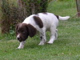 9 chiots Springers Anglais bicolores LOF à la réservation