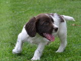 9 chiots Springers Anglais bicolores LOF à la réservation