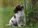 9 chiots Springers Anglais bicolores LOF à la réservation