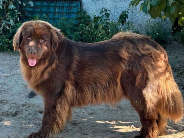 Une chienne Terre Neuve de 2 ans au pelage chocolat à vendre