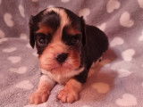 2 chiots mâles Cavaliers King Charles à réserver (LOF)