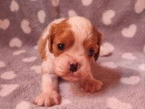 2 chiots mâles Cavaliers King Charles à réserver (LOF)