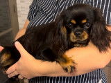 À vendre un chiot femelle Cavalier King Charles LOF